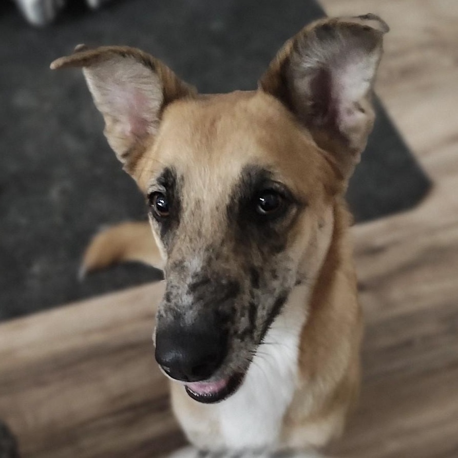 Tater — thumbnail 4