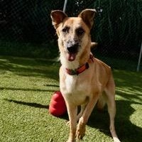 Tater — thumbnail 6