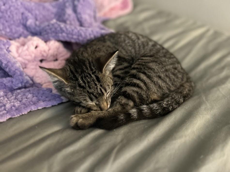Lily
