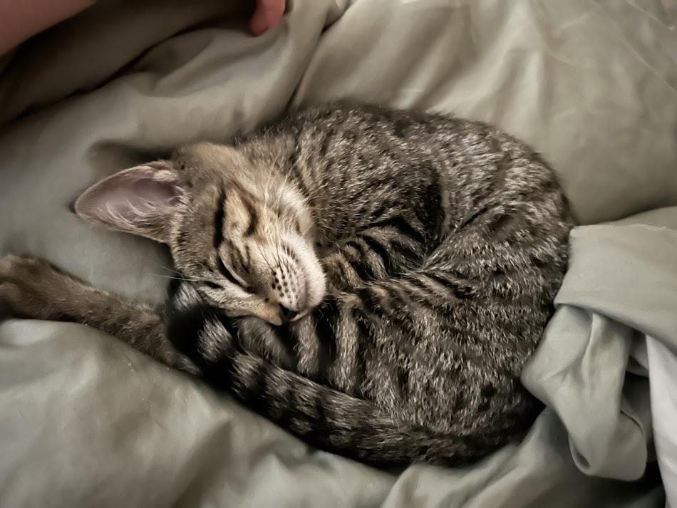 Lily, Baby Female Domestic Short Hair