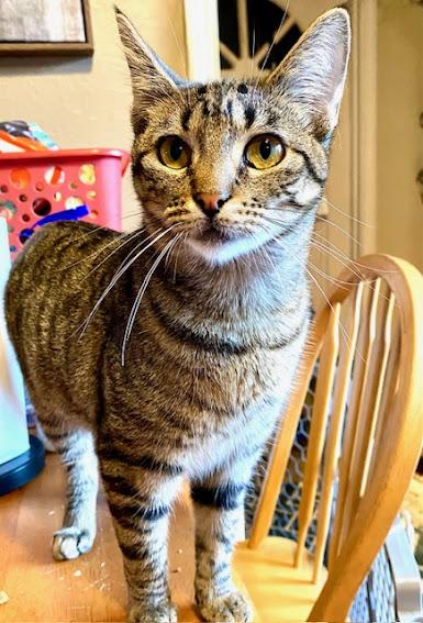 Enlarge Lily, a Adoptable Domestic Short Hair in Hillsboro, OR image 2/5