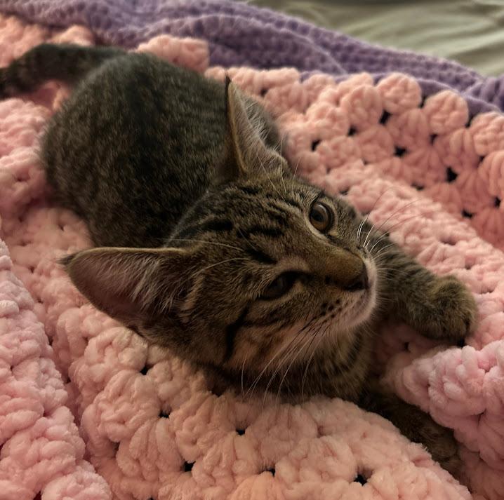 Enlarge Lily, a Adoptable Domestic Short Hair in Hillsboro, OR image 1/4