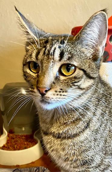 Enlarge Lily, a Adoptable Domestic Short Hair in Hillsboro, OR image 1/5