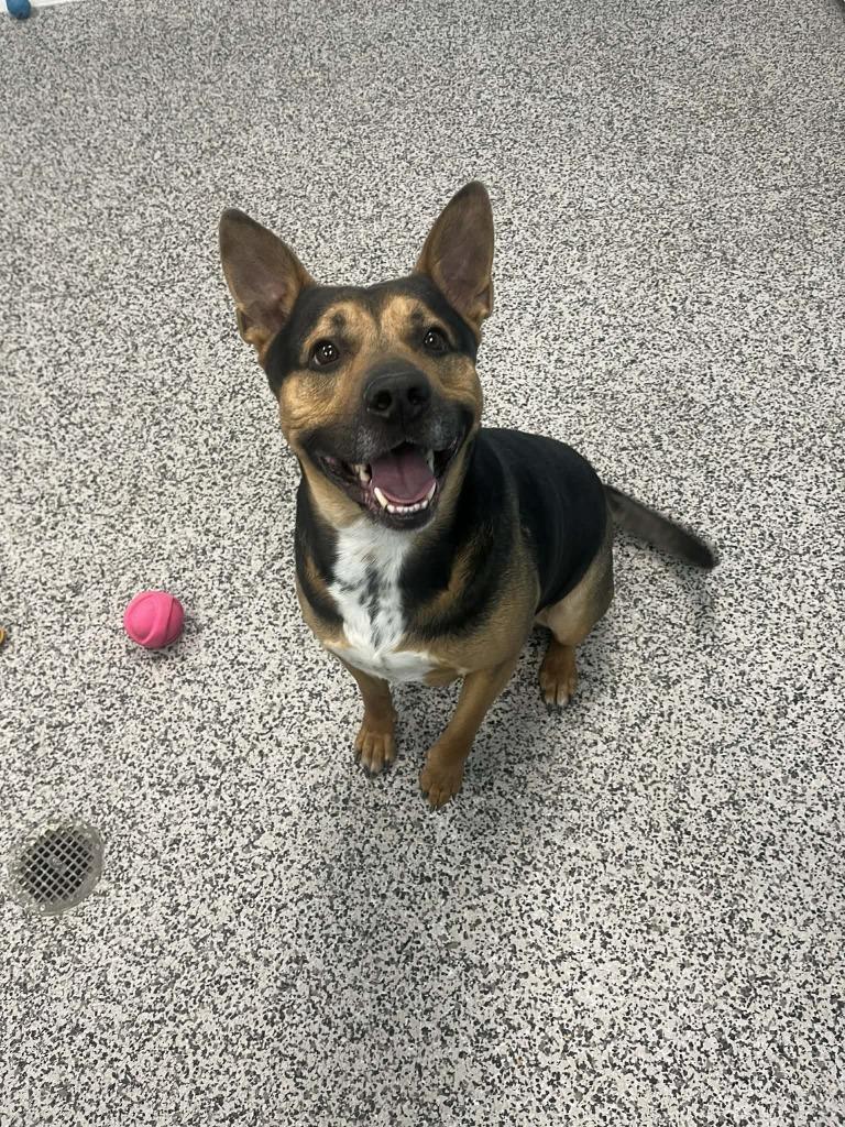 Booone, Adoptable, Adult Male German Shepherd Dog & Rottweiler.