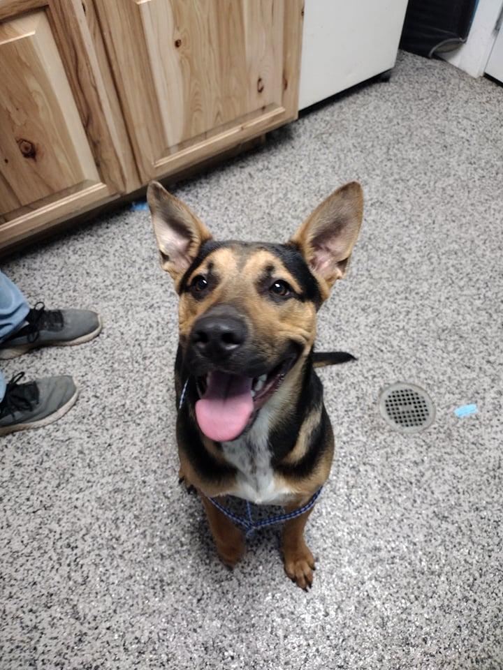 Enlarge Booone, a Adoptable mixed breed in Kendallville, IN image 2/3