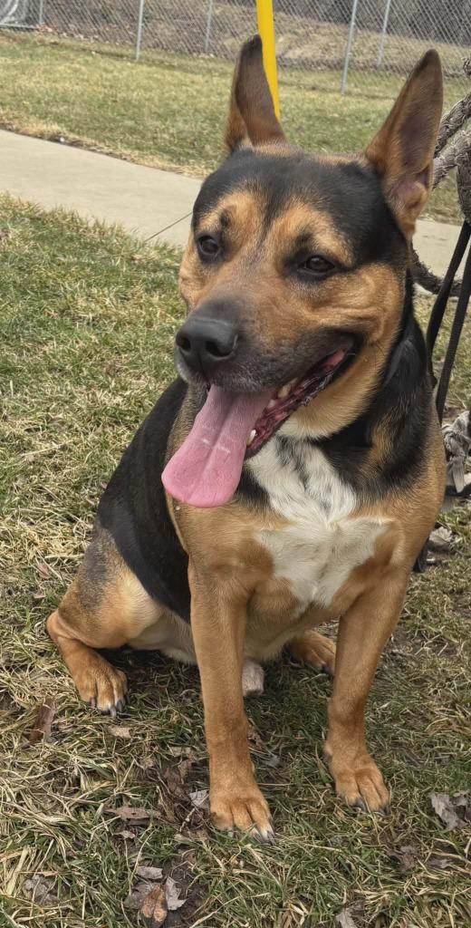 Enlarge Booone, a Adoptable mixed breed in Kendallville, IN image 3/3
