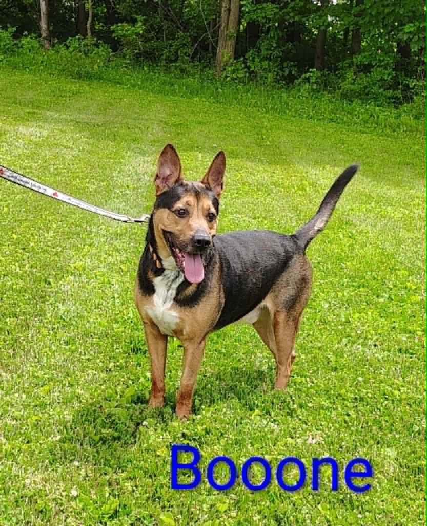 Booone, a Adoptable mixed breed in Kendallville, IN image 4/5