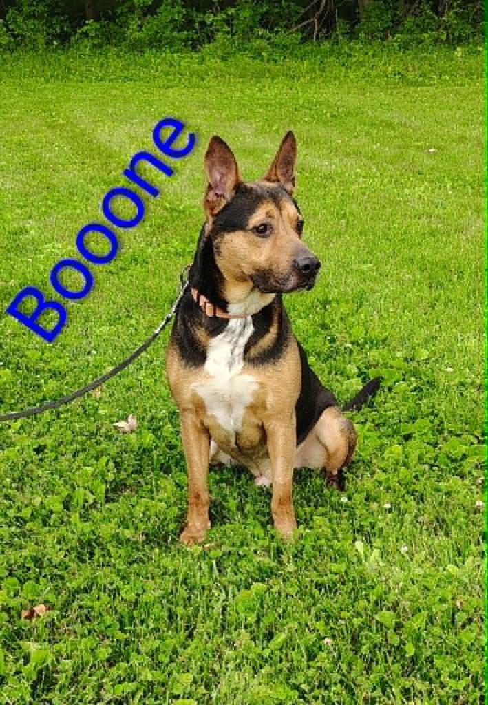 Booone, a Adoptable mixed breed in Kendallville, IN image 5/5