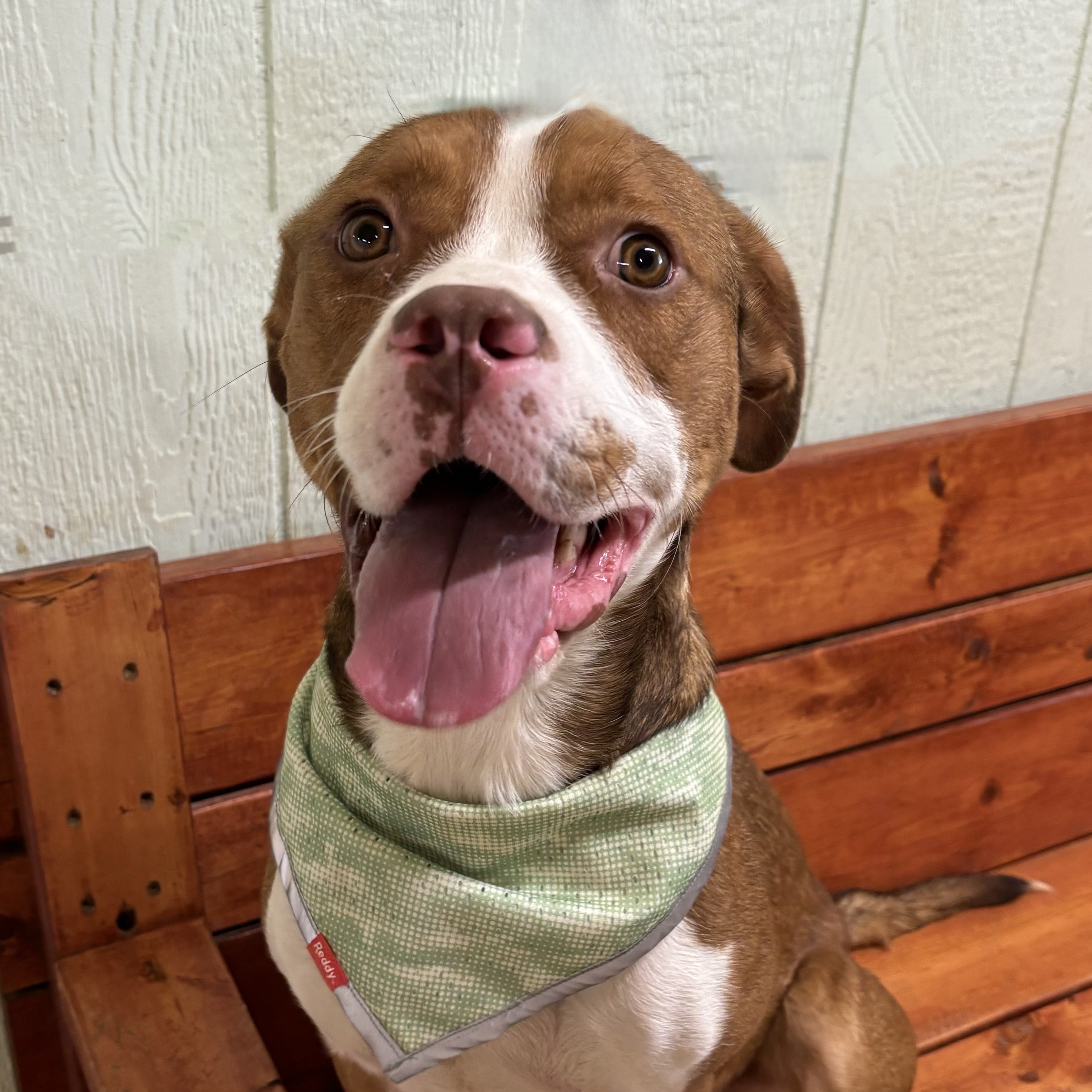 Dog for adoption Cardinal, a Terrier Mix in Pilot Point, TX Petfinder