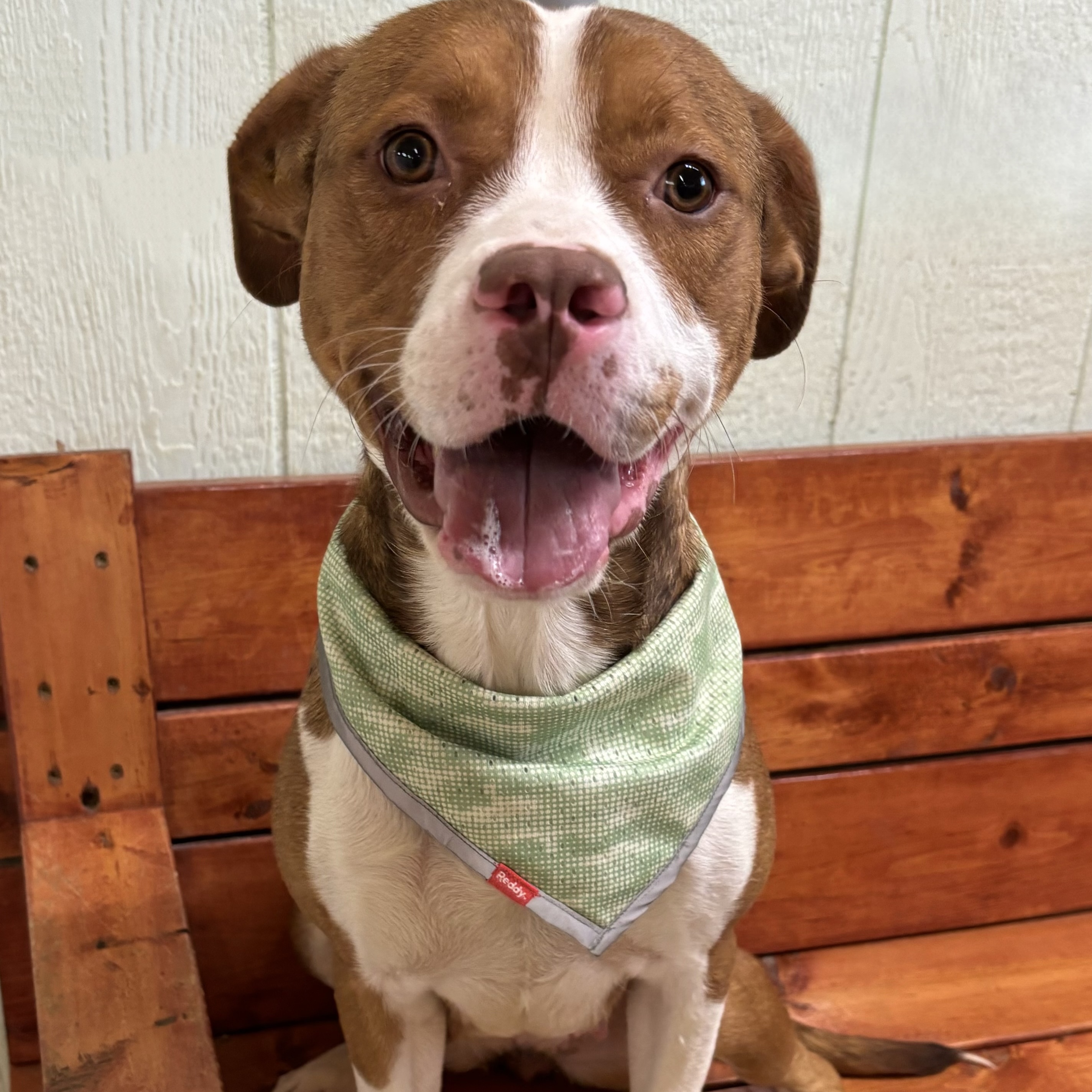 Dog for adoption Cardinal, a Terrier Mix in Pilot Point, TX Petfinder