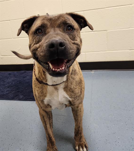 Enlarge PRECIOUS, a Adoptable mixed breed in Denver, CO image 1/1