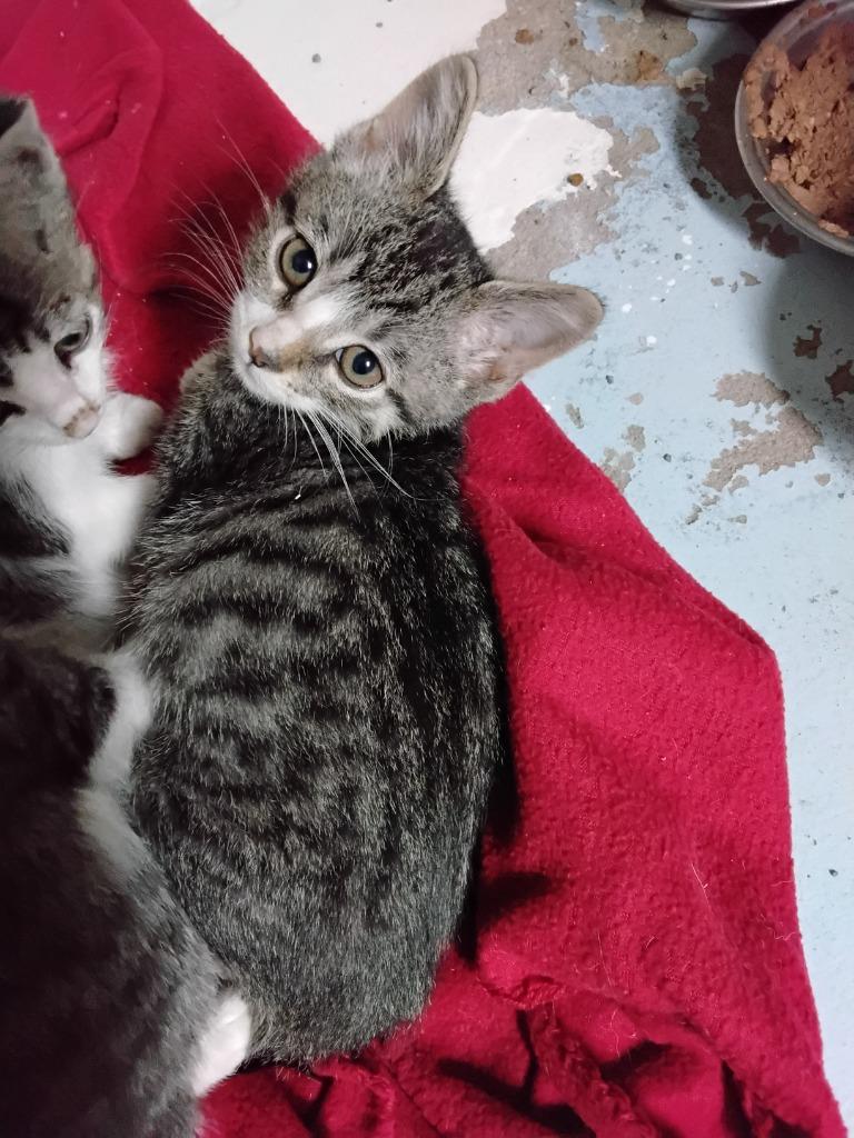 Peter, Adoptable, Kitten Male Domestic Short Hair.