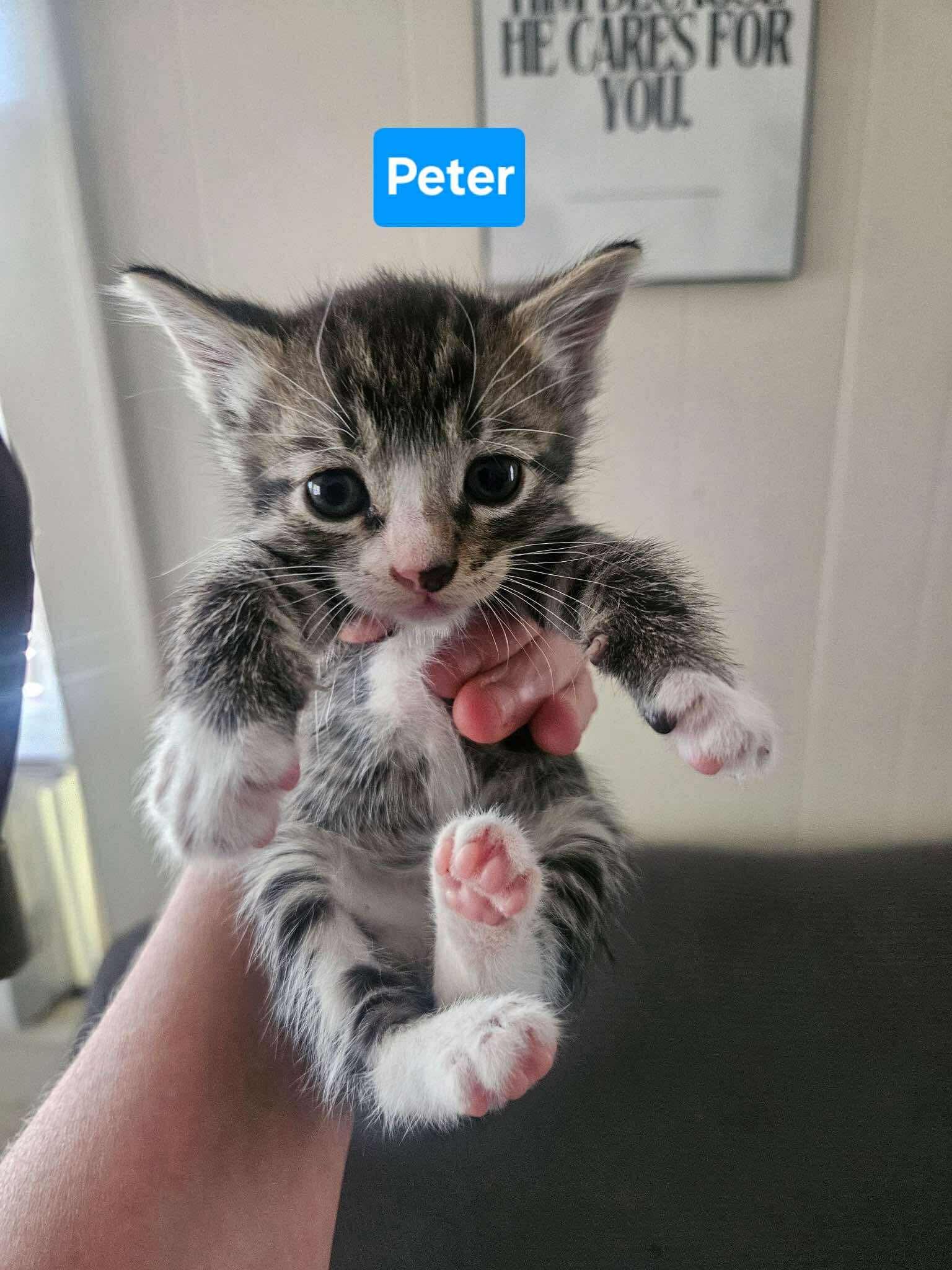 Enlarge Peter, a Adoptable mixed breed in Ada, OK image 2/2