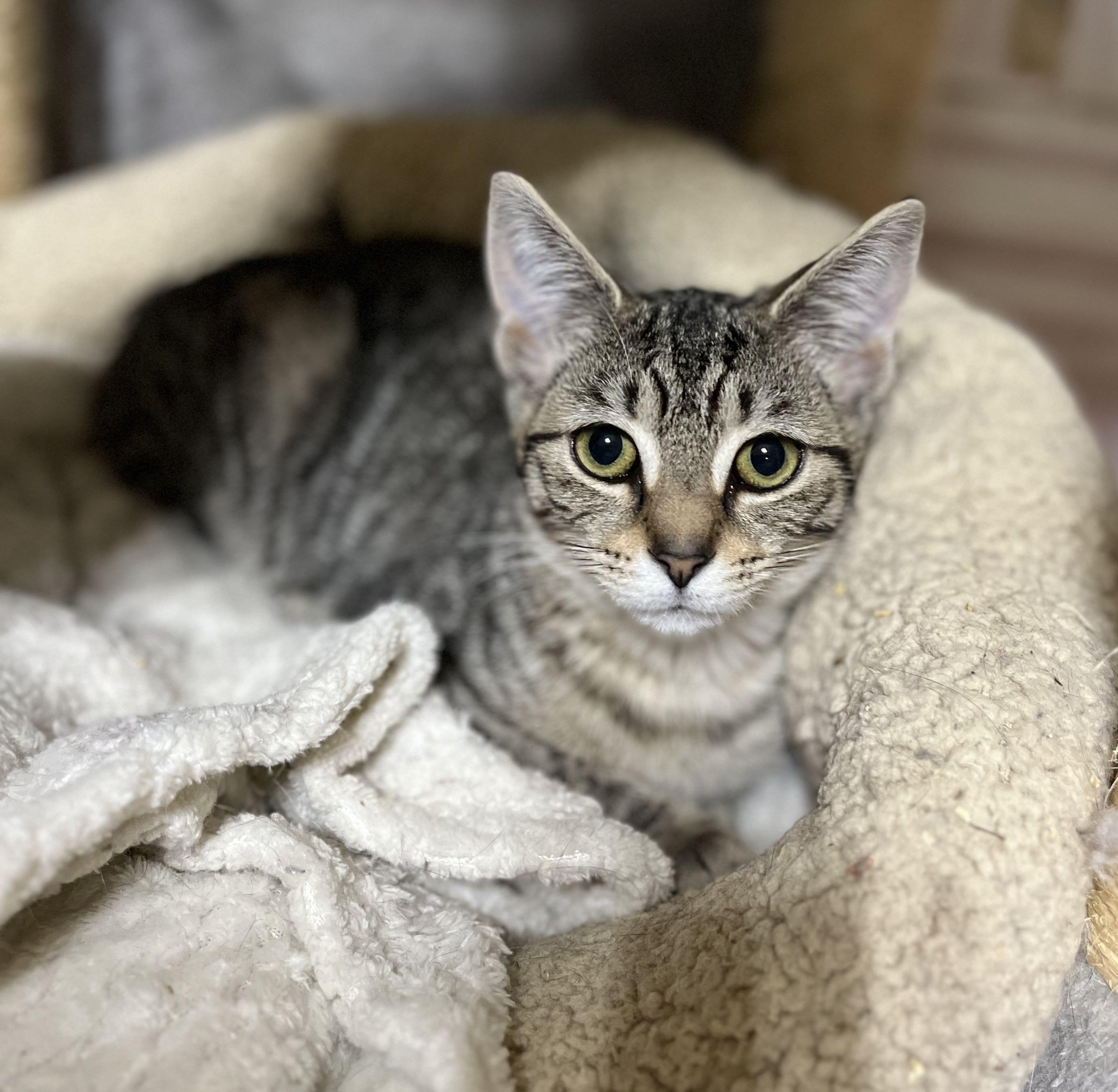 Poca, a Adoptable Domestic Short Hair in Richmond, KY image 3/6