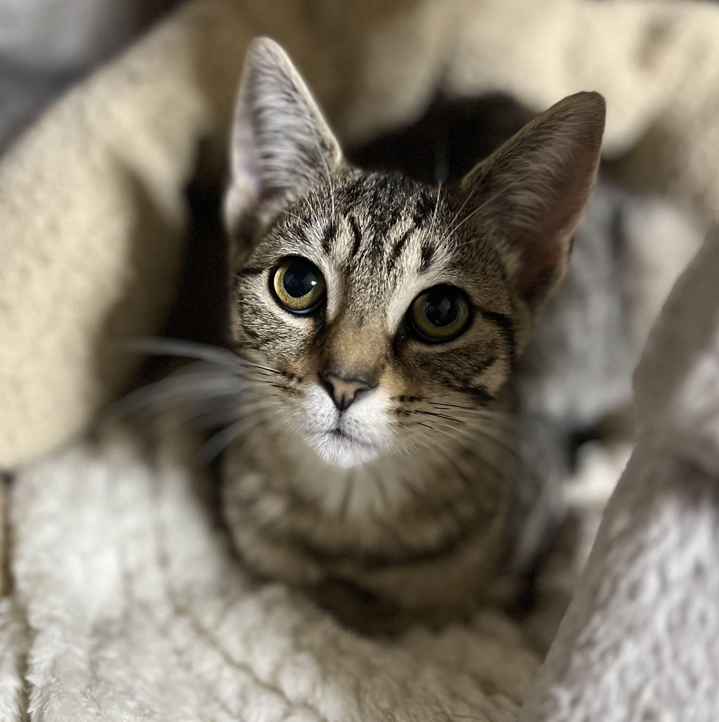 Poca, a Adoptable Domestic Short Hair in Richmond, KY image 5/6