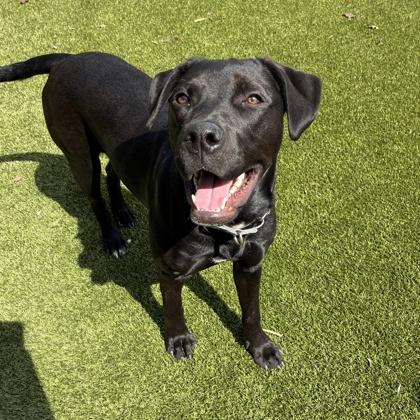 Enlarge Purdy, a Adoptable mixed breed in Wheaton, IL image 1/3