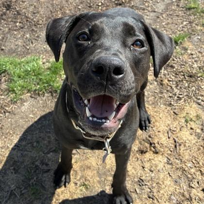 Enlarge Purdy, a Adoptable mixed breed in Wheaton, IL image 3/3