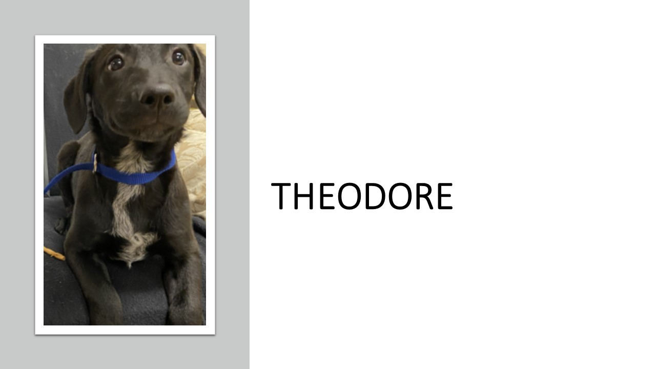 Enlarge Theodore, a Adopted mixed breed in Quincy, IL image 2/5