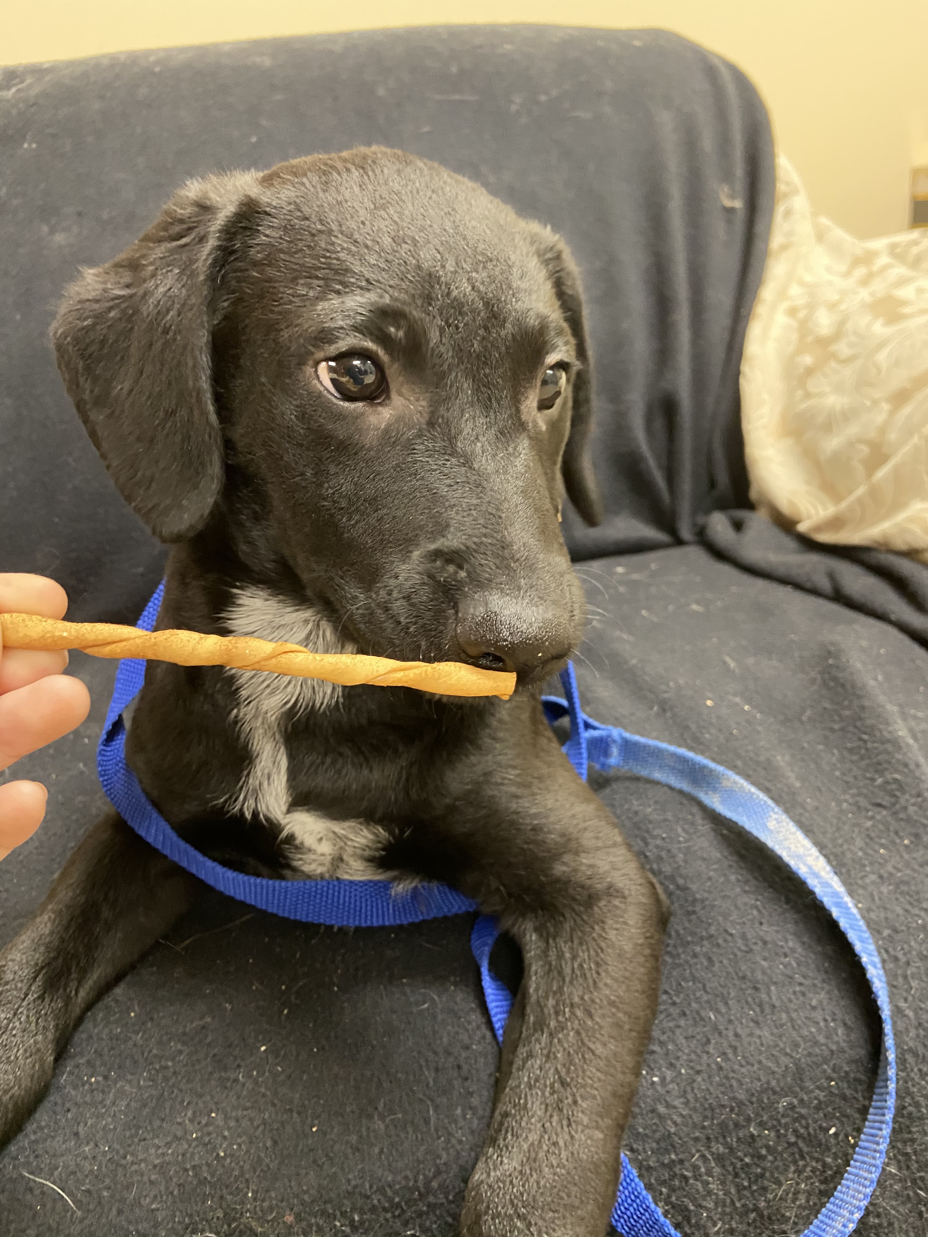 Enlarge Theodore, a Adopted mixed breed in Quincy, IL image 3/5
