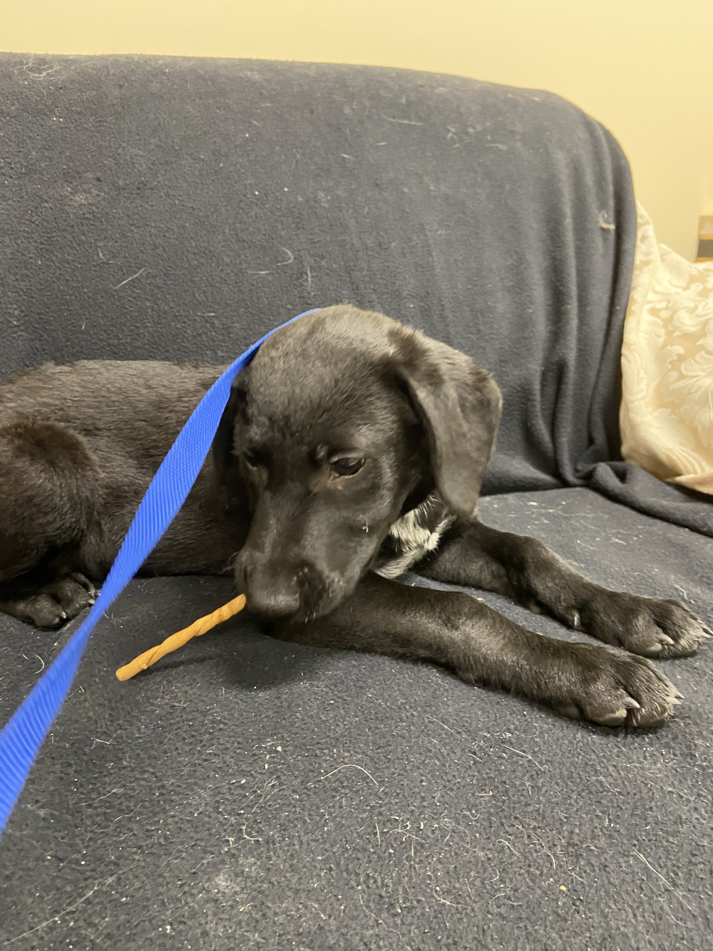 Enlarge Theodore, a Adopted mixed breed in Quincy, IL image 4/5