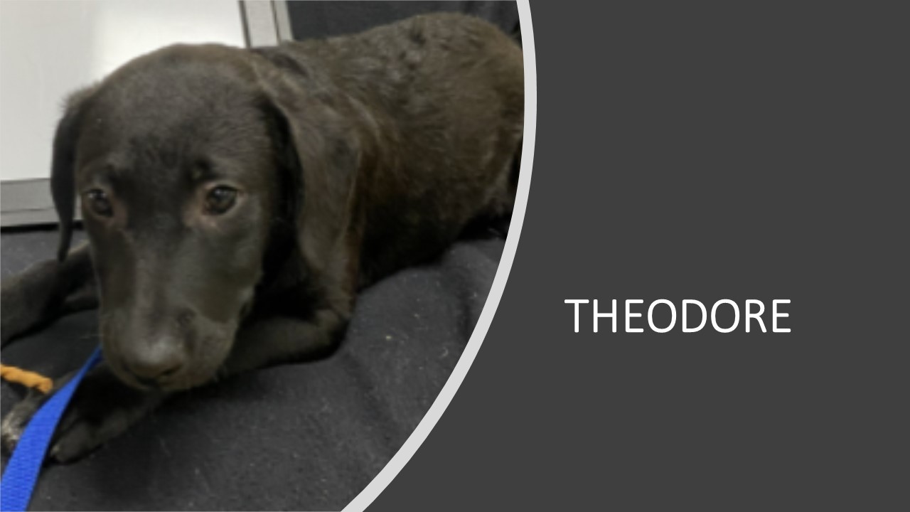 Enlarge Theodore, a Adopted mixed breed in Quincy, IL image 5/5