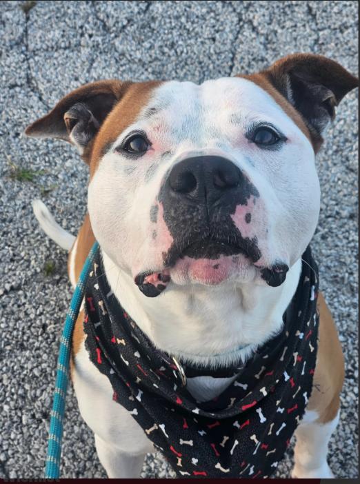 Enlarge Forest Gump, a Adoptable mixed breed in Chicago, IL image 1/1