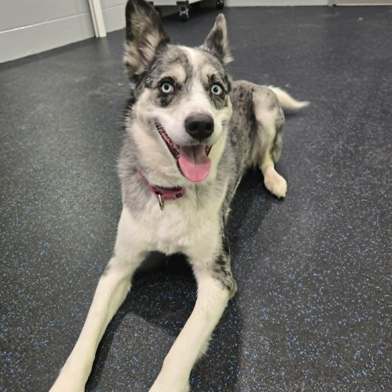 Enlarge Daisy, an adopted mixed breed in Watertown, WI image 2/5