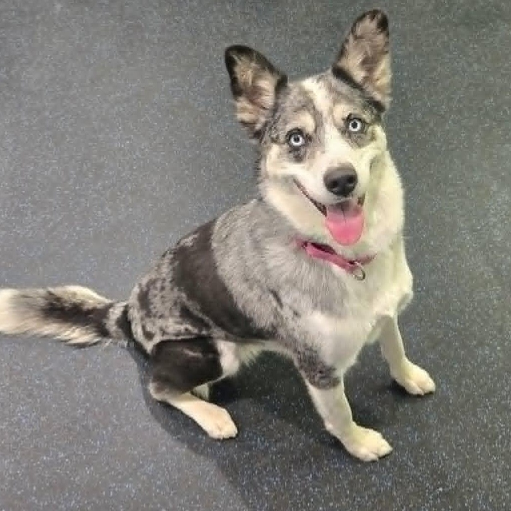 Daisy, ADOPTABLE, Adult Female Husky.
