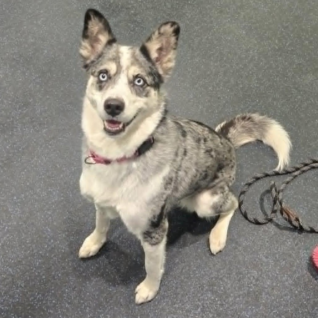 Enlarge Daisy, an adopted mixed breed in Watertown, WI image 5/5