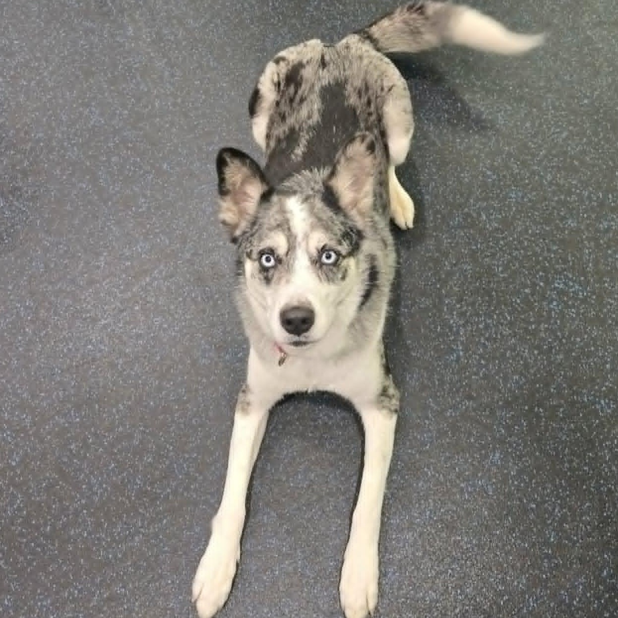 Enlarge Daisy, an adopted mixed breed in Watertown, WI image 3/5