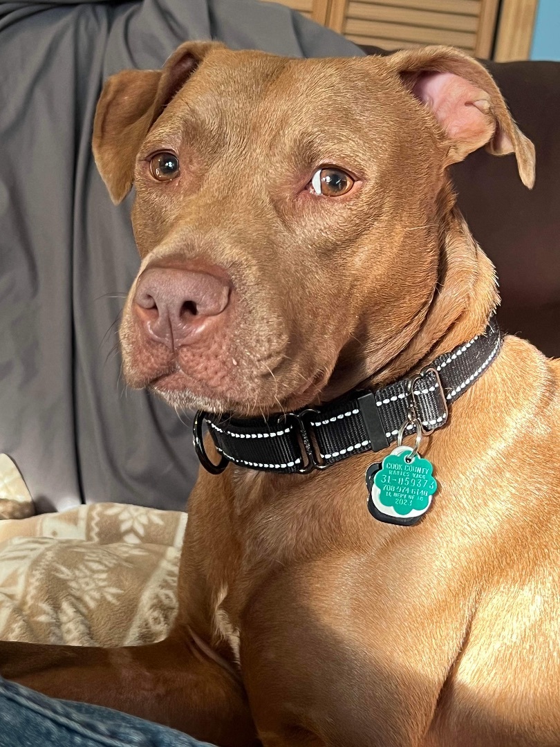 Enlarge Benny , a Adopted mixed breed in Crestwood, IL image 1/5