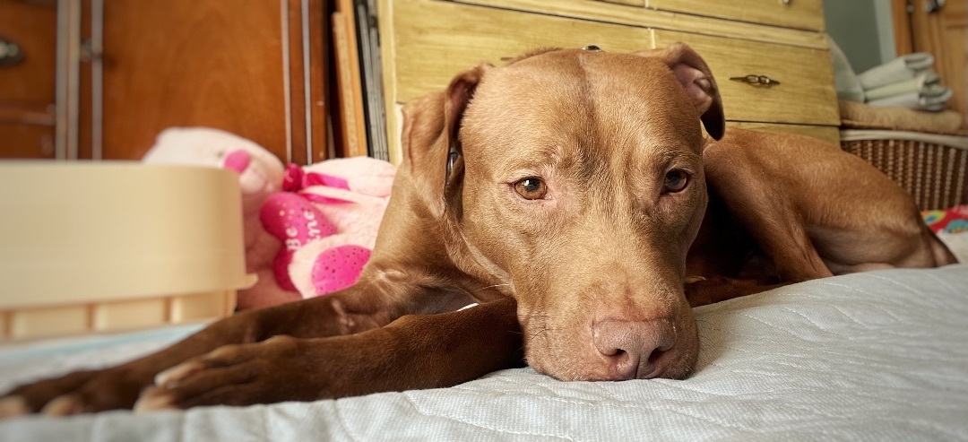 Enlarge Benny , a Adopted mixed breed in Crestwood, IL image 2/5