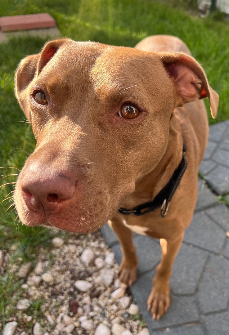 Enlarge Benny , a Adopted mixed breed in Crestwood, IL image 3/5