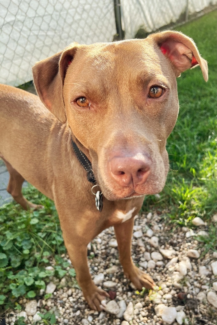 Enlarge Benny , a Adopted mixed breed in Crestwood, IL image 4/5