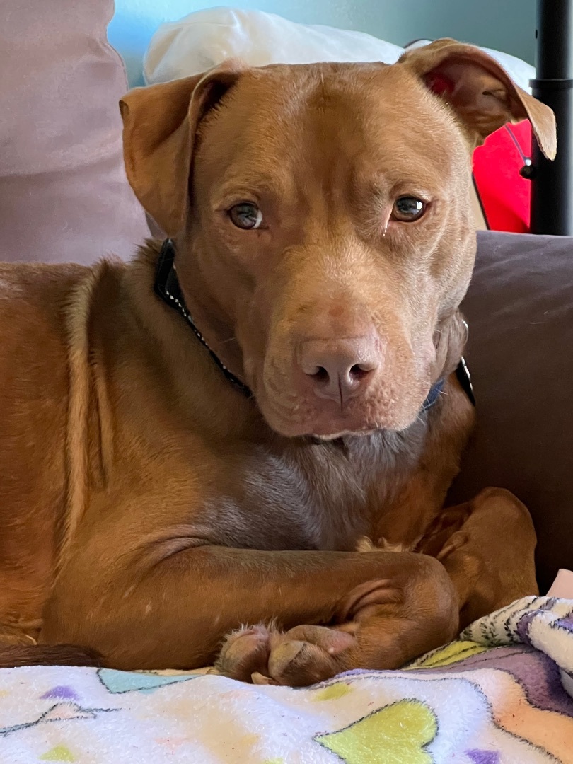 Enlarge Benny , a Adopted mixed breed in Crestwood, IL image 5/5