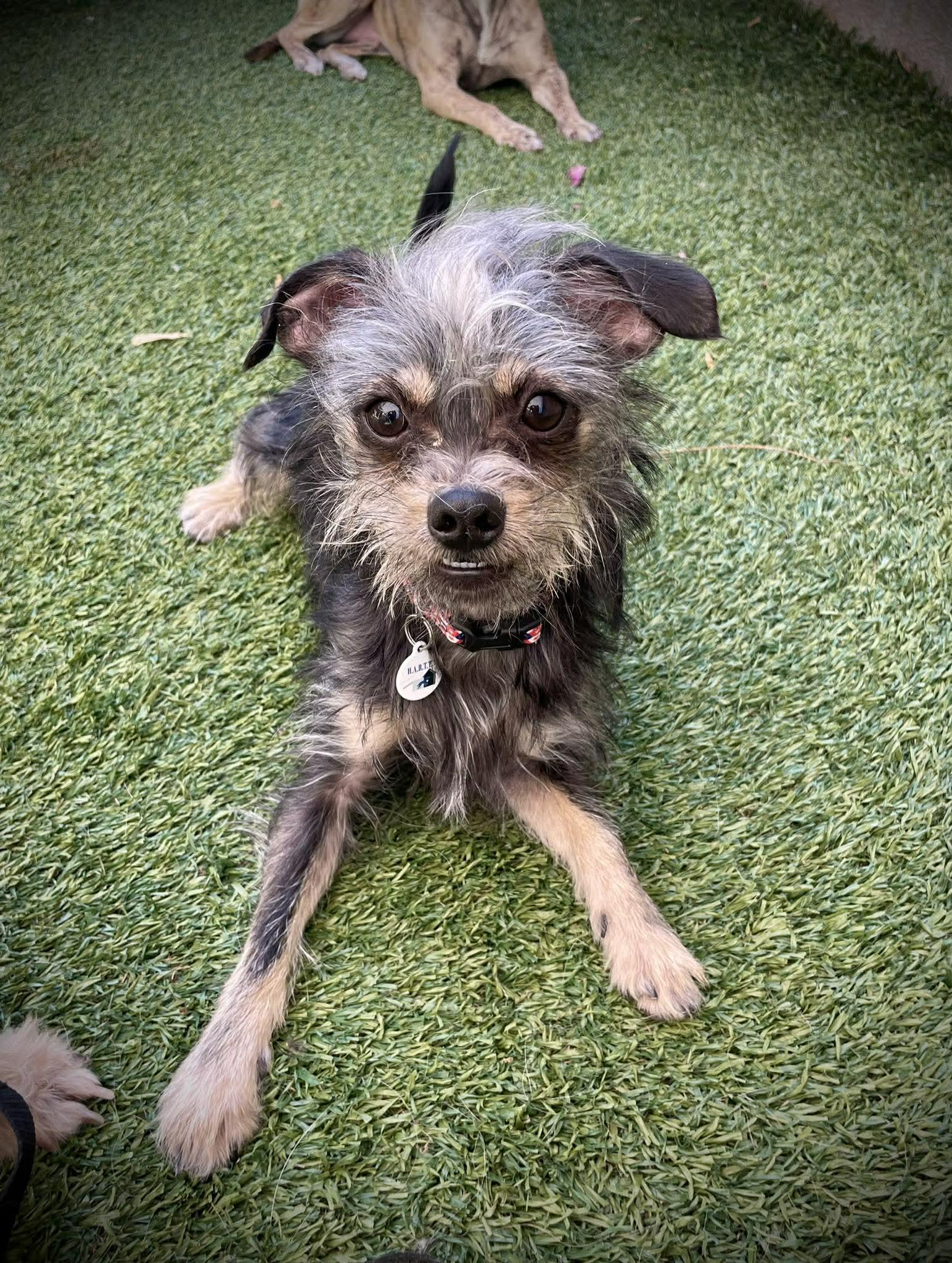 Enlarge Havoc, an adopted mixed breed in Phoenix, AZ image 1/3