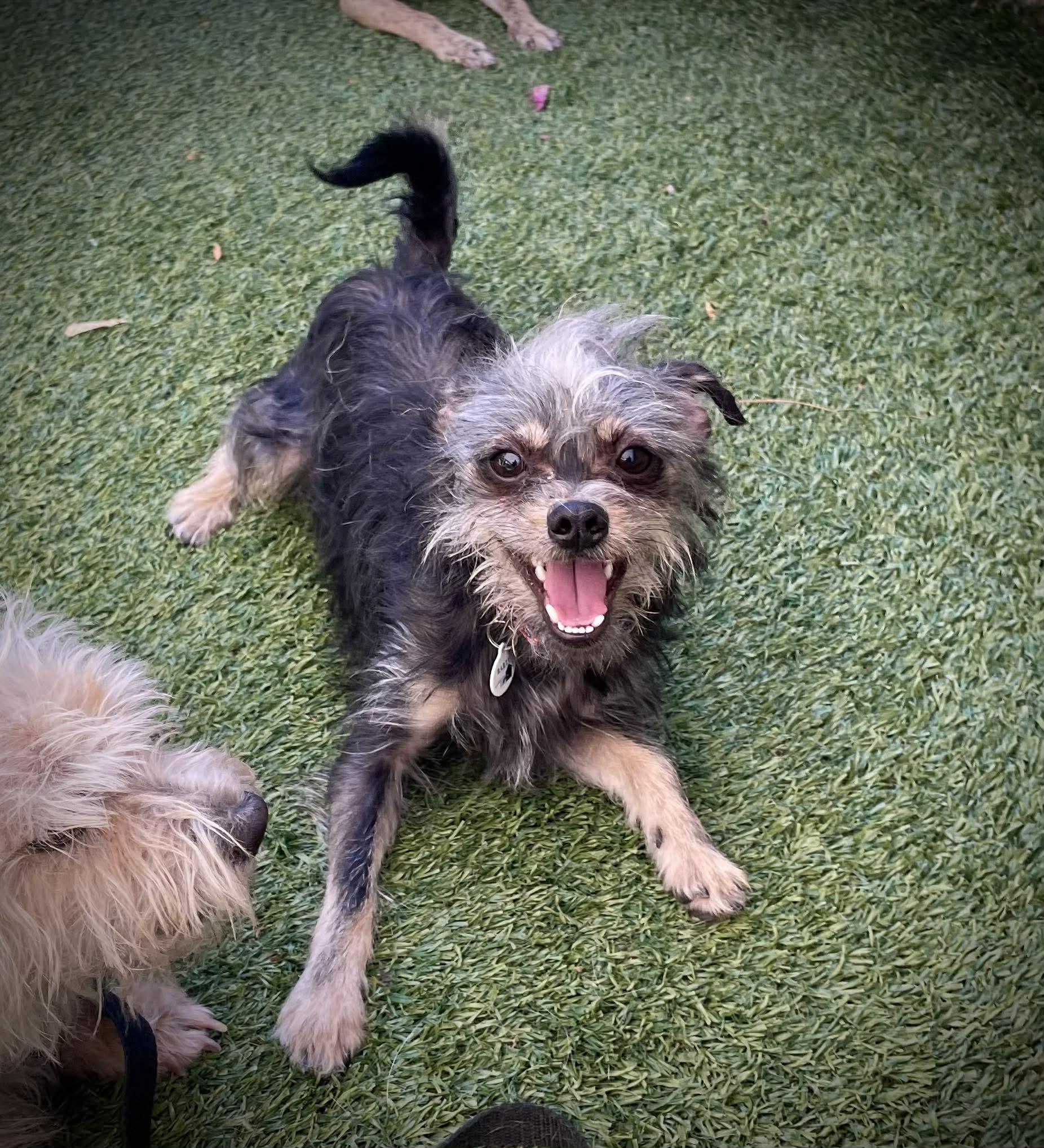 Enlarge Havoc, an adopted mixed breed in Phoenix, AZ image 2/3