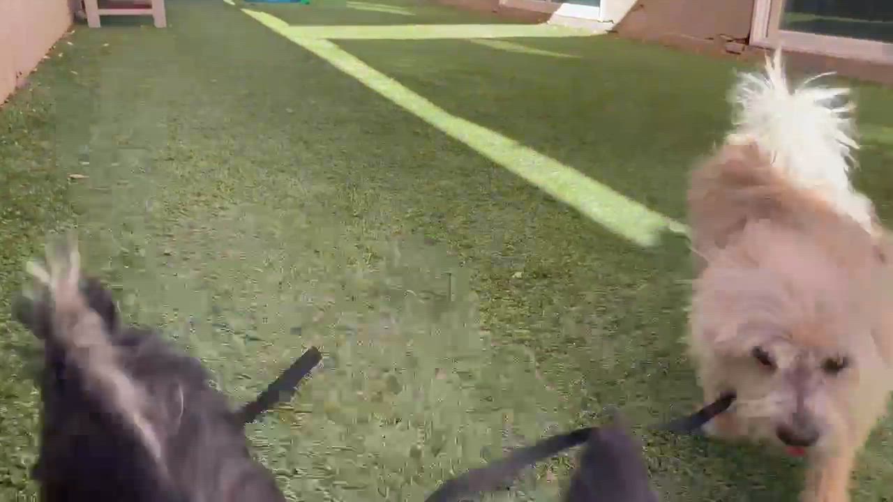 Enlarge Havoc, an adopted mixed breed in Phoenix, AZ video 3/3