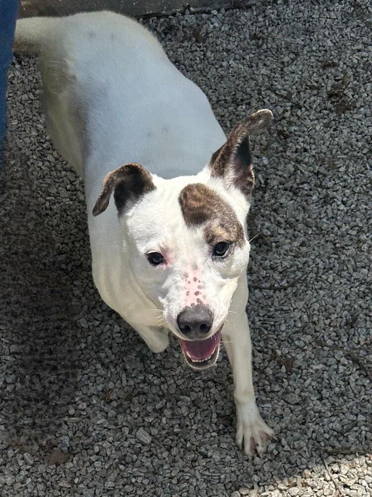 Wesley, a Adoptable mixed breed in Douglasville, GA image 6/6
