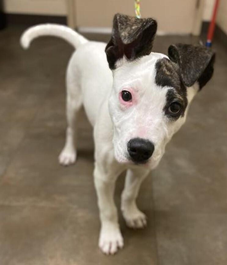 Enlarge Wesley, a Adoptable mixed breed in Douglasville, GA image 2/3