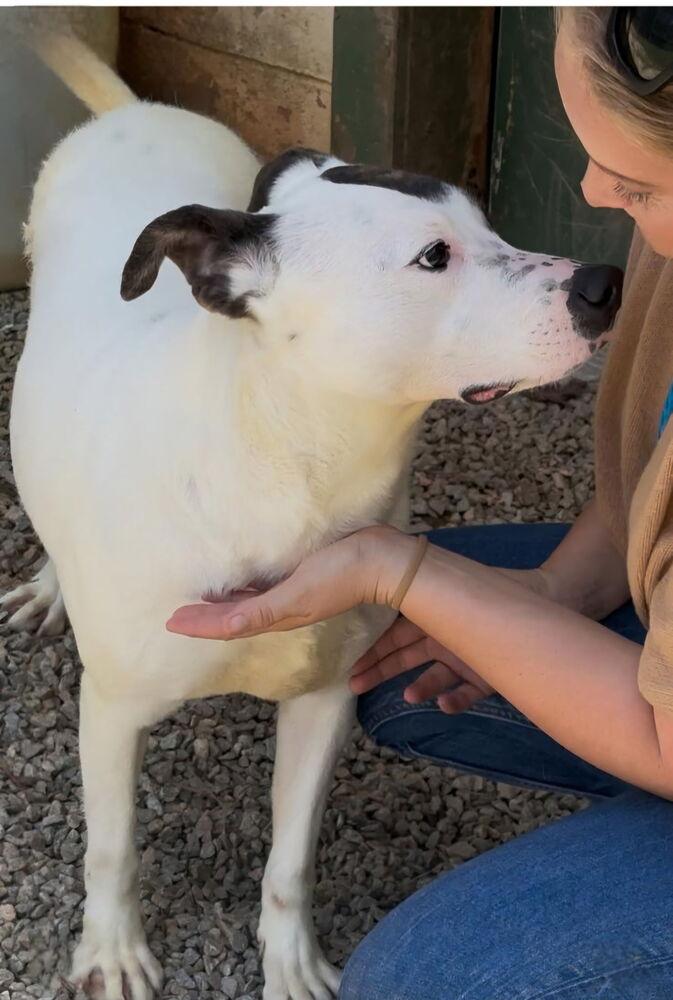 Enlarge Wesley, a Adoptable mixed breed in Douglasville, GA image 3/3