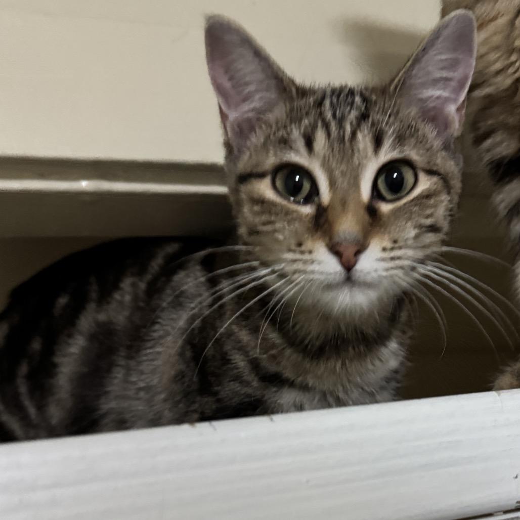 Enlarge Leslie, a Adoptable Domestic Short Hair in Portage, MI image 1/3