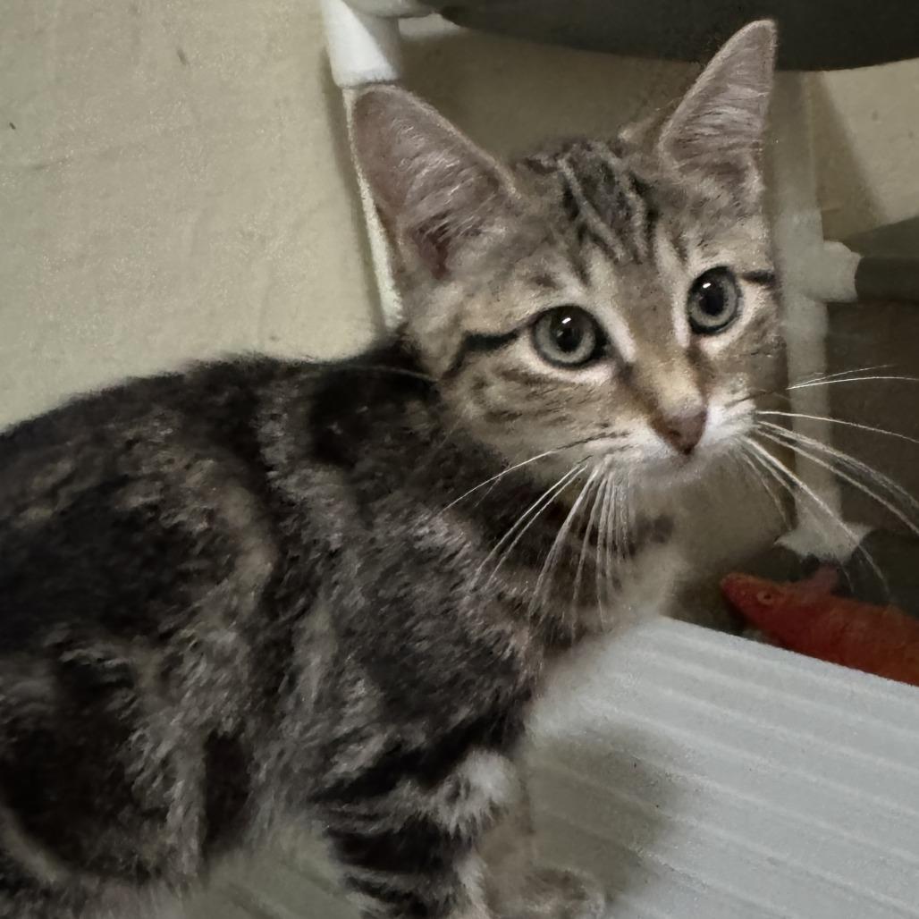 Enlarge Leslie, a Adoptable Domestic Short Hair in Portage, MI image 2/3