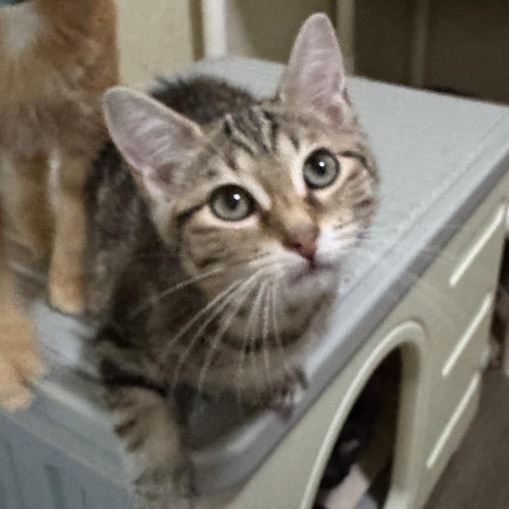 Enlarge Leslie, a Adoptable Domestic Short Hair in Portage, MI image 3/3