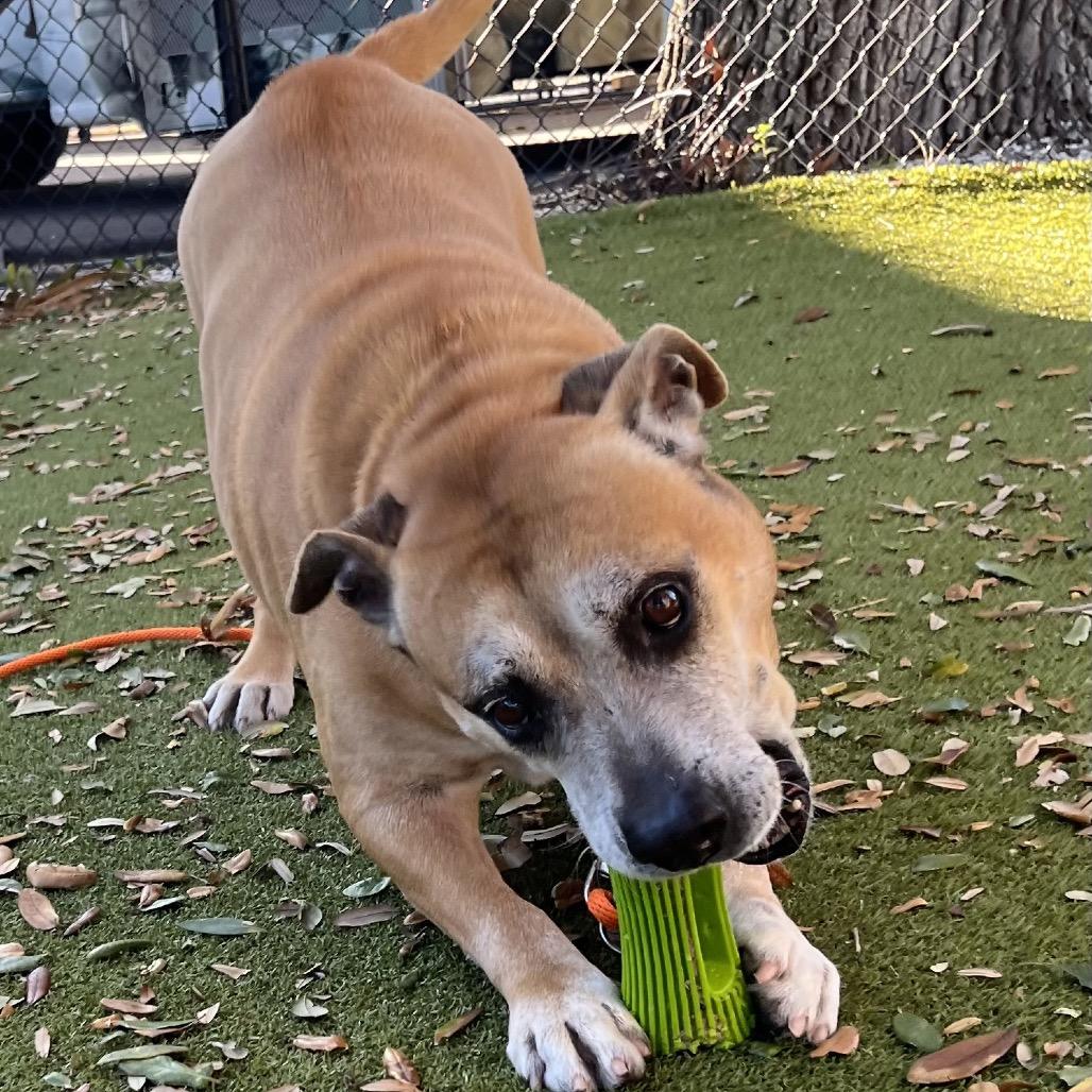 Rusty, a Adoptable Mixed Breed in Sarasota, FL image 5/6