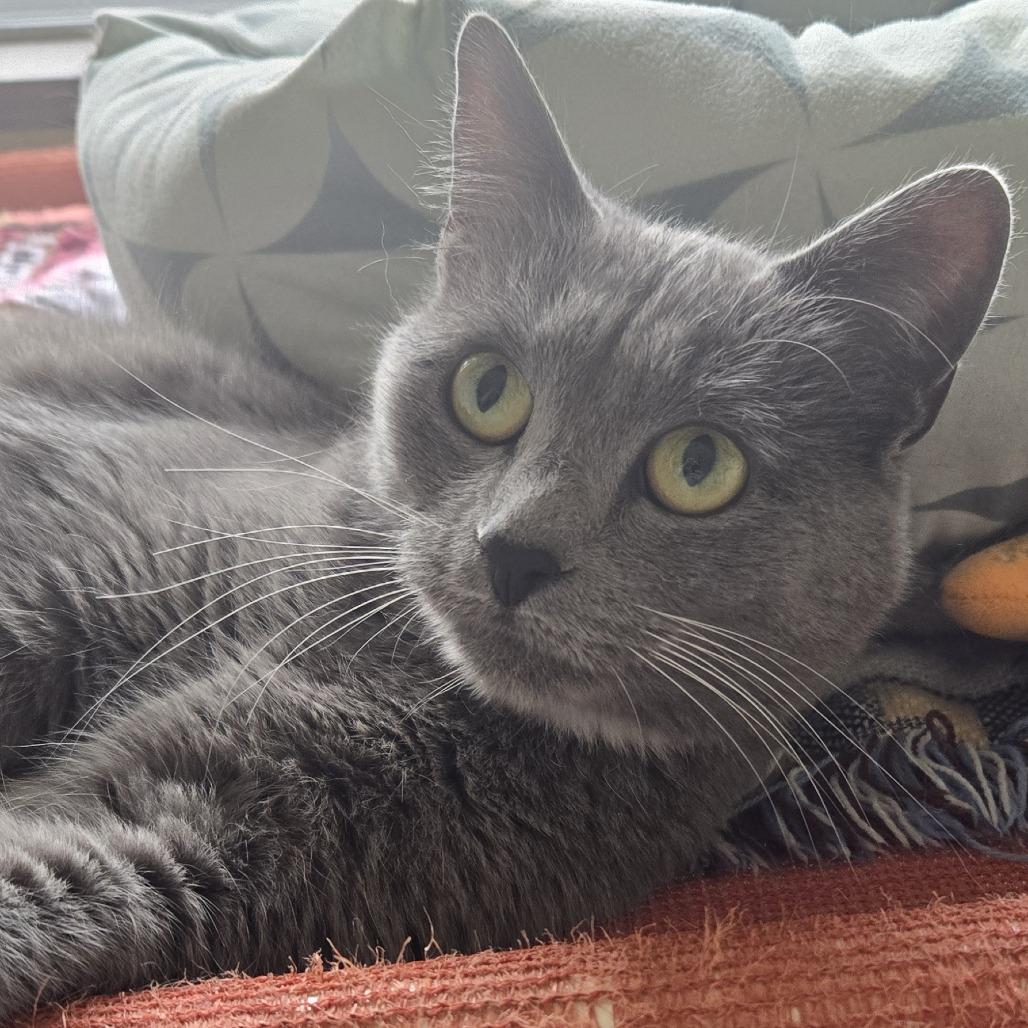 Cayenne, Adoptable, Adult Female Domestic Short Hair.