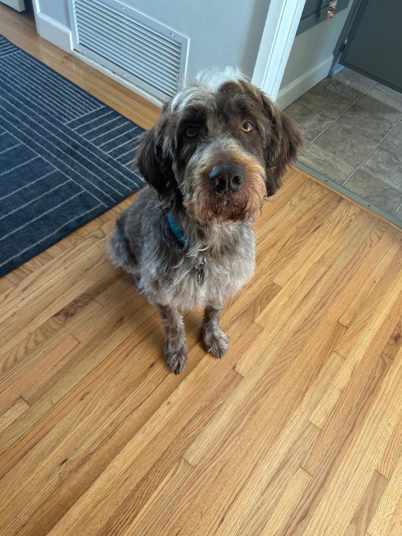 Wally 2, adoptable, Senior Male Wirehaired Pointing Griffon.