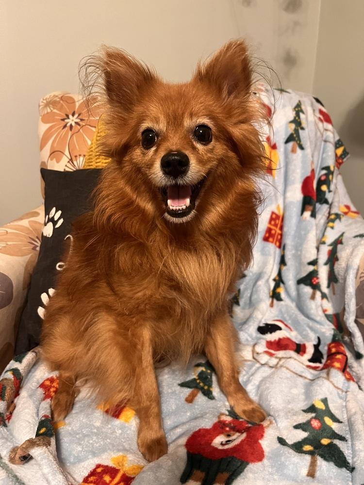 Rucker, Adoptable, Adult Male Pomeranian & Mixed Breed.