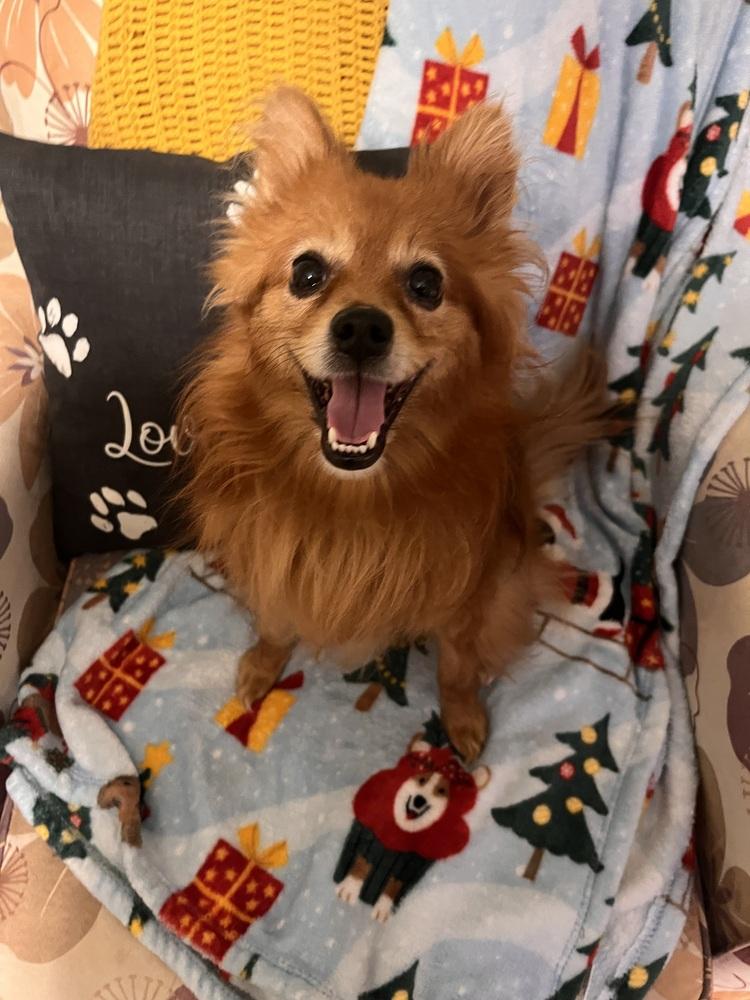 Enlarge Rucker, a Adoptable mixed breed in Acworth, GA image 3/3