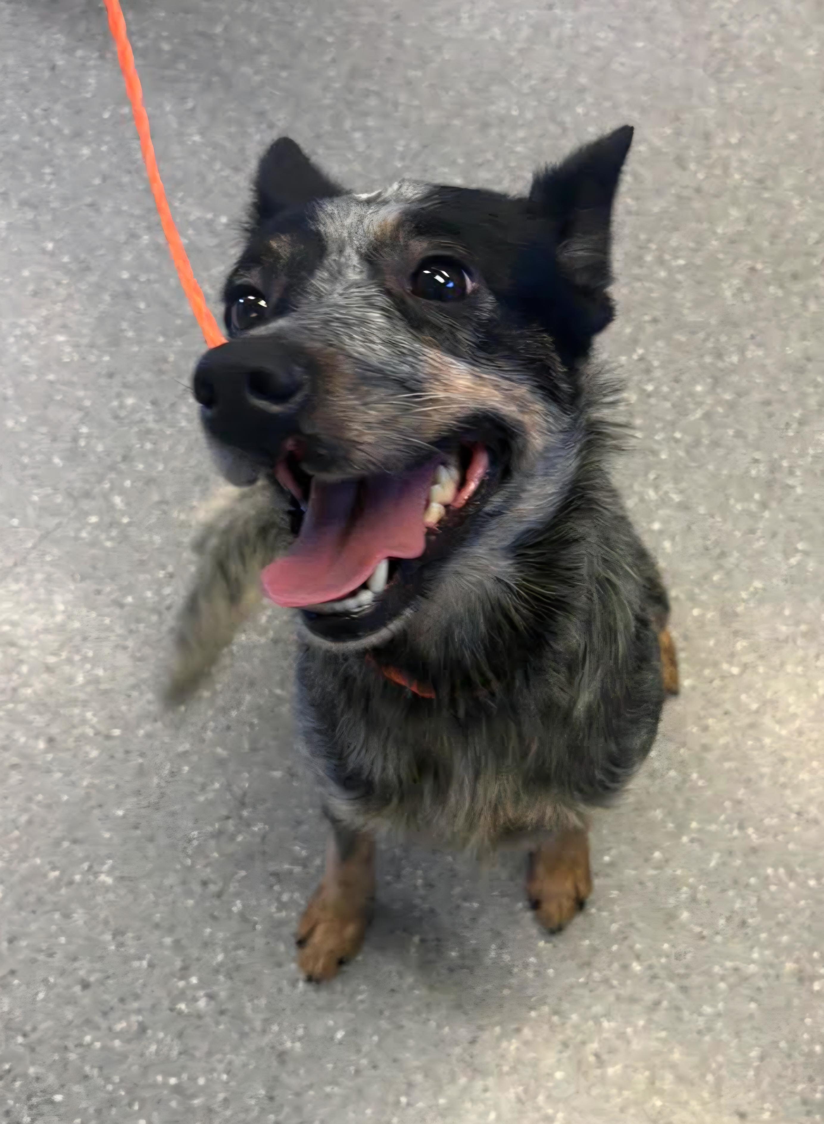Minnie, Adoptable, Young Female Australian Cattle Dog / Blue Heeler.
